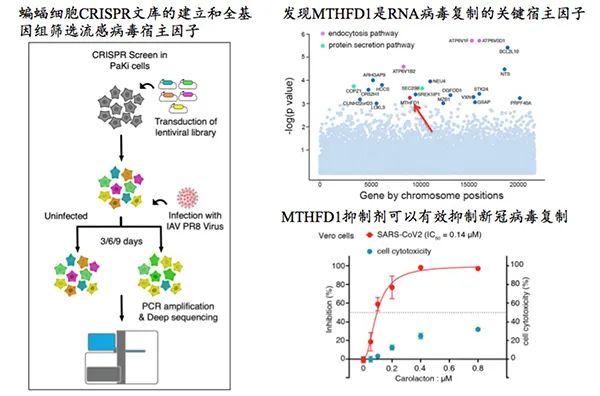 蝙蝠病毒抑制剂 清华等团队发现了新冠病毒抑制剂