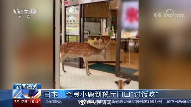 奈良小鹿到餐厅讨食物被婉拒 游客数量锐减餐厅门口 "乞讨"