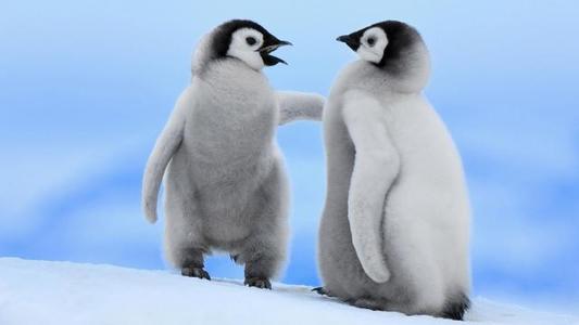 体型最大的企鹅是什么？