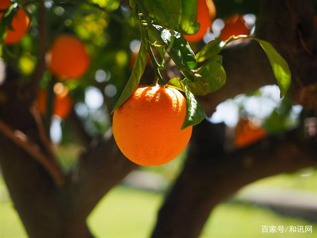 捐橘子为国家做研究的老板找到了：获正能量奖金1千元！