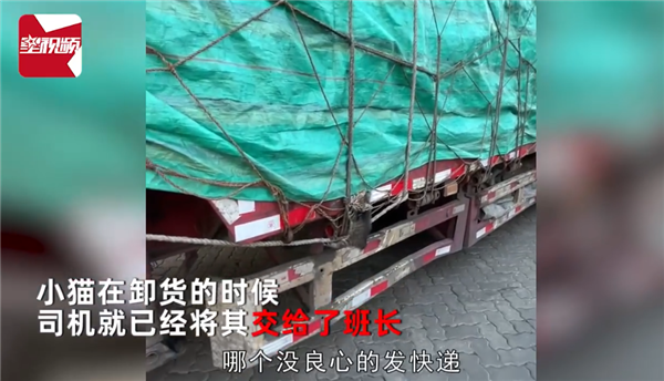 物流货运司机卸货时车身惊现活猫：发视频呼吁动物不要发快递