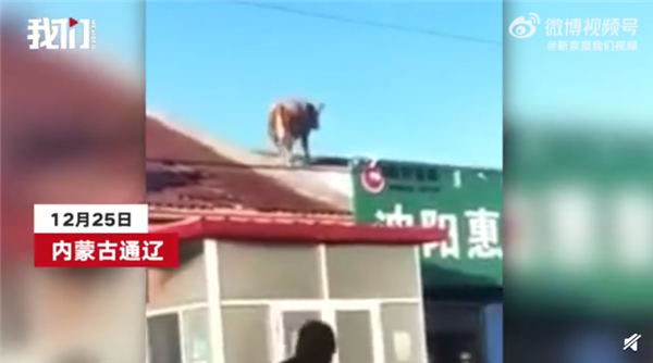 内蒙古一头牛跳上房顶奔跑