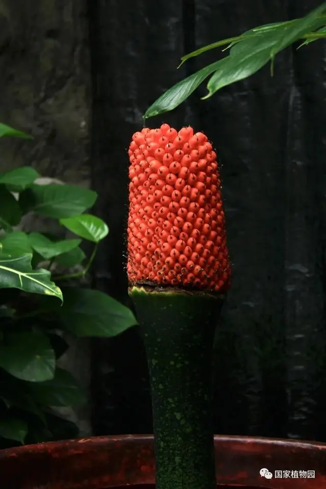 国家植物园巨魔芋结实 系国内首次