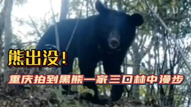 重庆拍到黑熊一家三口林中漫步
