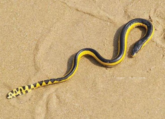 世界第一毒蛇排名 贝尔彻海蛇