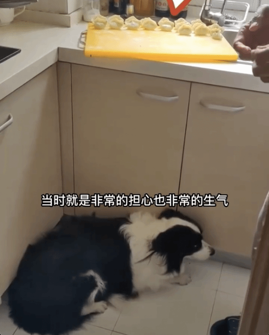 狗子偷溜进厨房狂炫41个生饺子