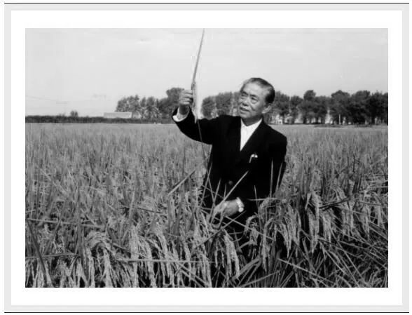 我国著名水稻专家杨振玉逝世 享年95岁