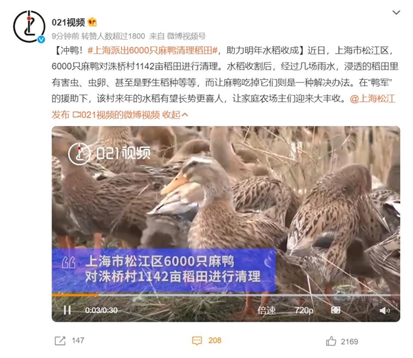 上海派出6000只麻鸭清理稻田害虫