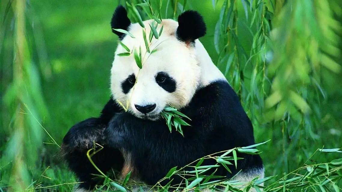美国一议员试图阻止大熊猫返回中国