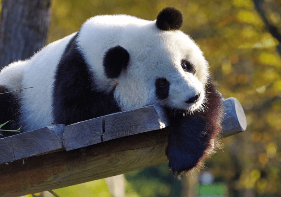 上海网红大熊猫“雅奥”离世 网友感叹：最奶萌的大叔走了