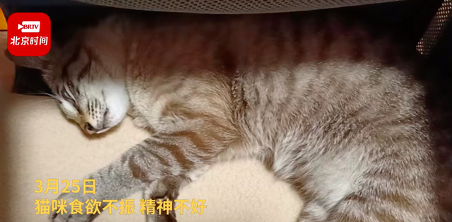 近百只猫疑因食用同一款猫粮后死亡