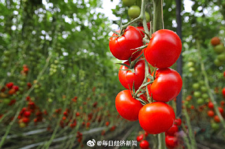 上海市抢种蔬菜8万多亩