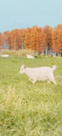 小清新羊在草原上壁纸