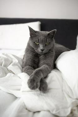 又帅又拽的英短猫床上眼神霸气手机壁纸
