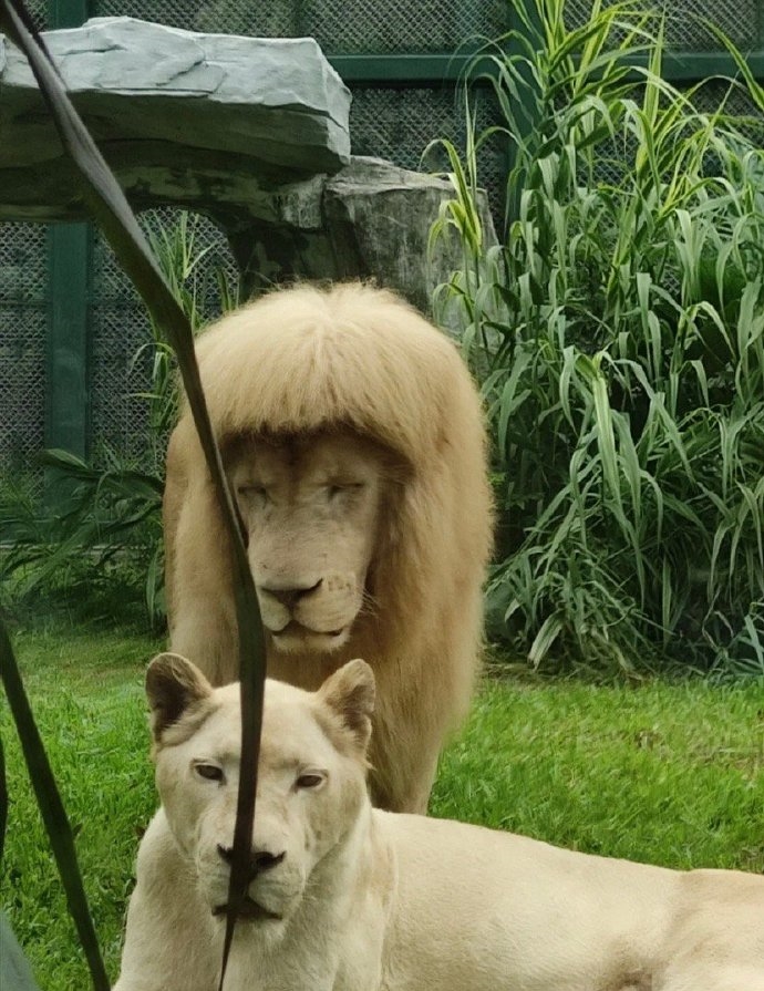 广州动物园的狮子留了个齐刘海 饲养员：它自己理的 我们不敢剪