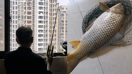 上海大爷在江景房阳台钓到8斤大鱼
