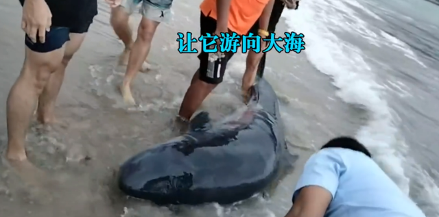 3米长抹香鲸2次搁浅沙滩死亡