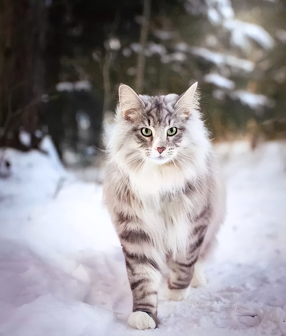 挪威森林猫价格多少钱一只
