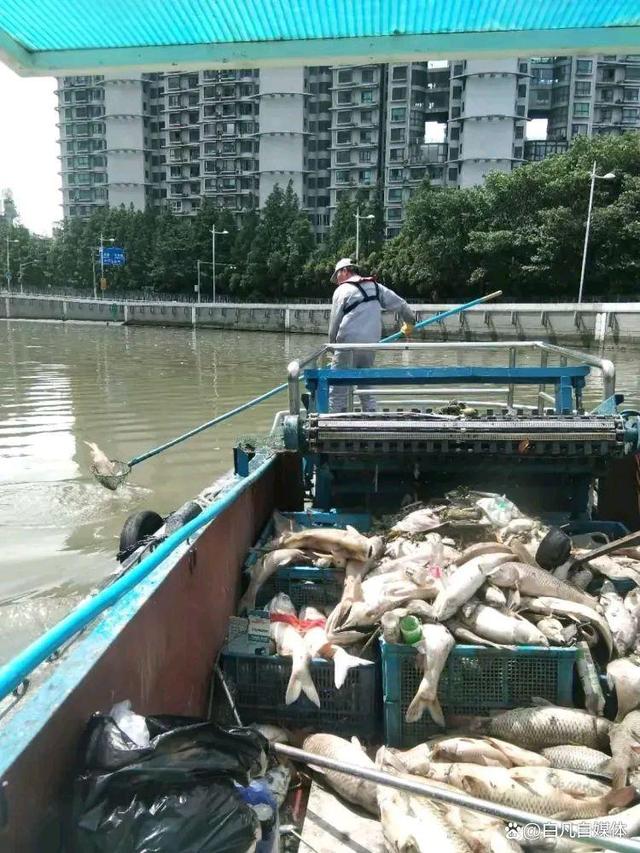 放生成杀生 上海苏州河频现死鱼