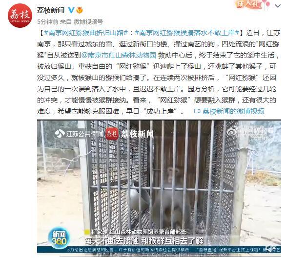 南京网红猕猴归山后挨了一顿揍