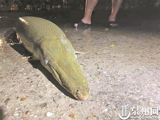寺庙放生池现1.2米长鳄雀鳝