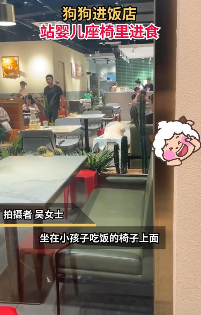 狗进饭店站婴儿座椅里进食