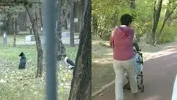 女子带娃路过公园 被3条流浪狗围攻