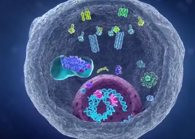 科学家找到癌细胞的生死开关