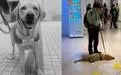 香港一导盲犬在商场内晕倒去世