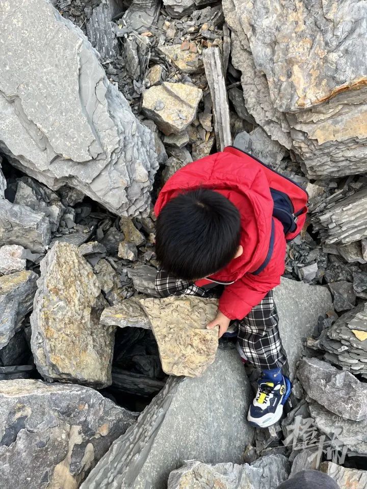 5岁男孩发现5亿年前古生物化石