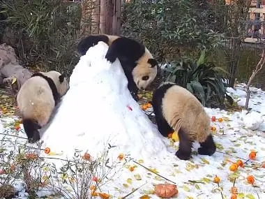 熊猫宝宝过冬裹紧小被子