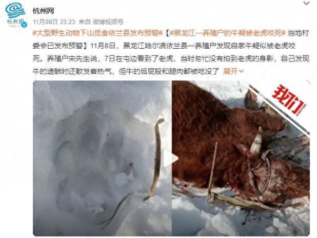 黑龙江居民家养牛被野生老虎捕食