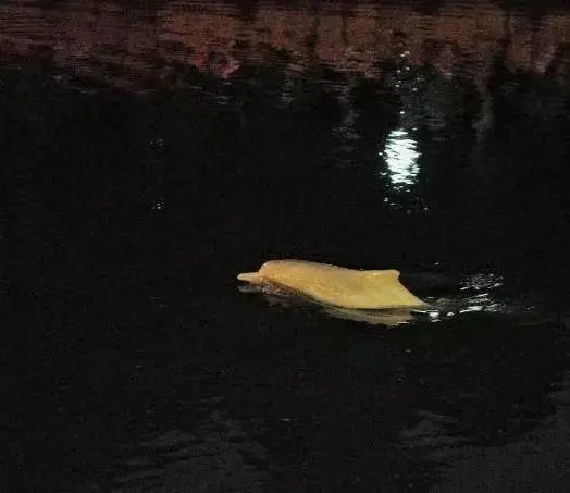 中华白海豚误入广州一河道