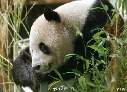 旅英大熊猫“阳光”“甜甜”将回国