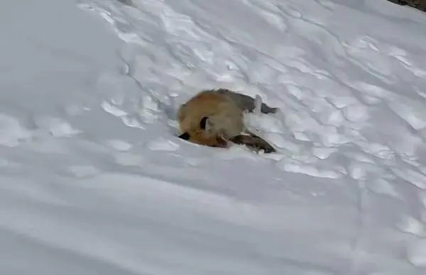 网红狐狸死在雪地里