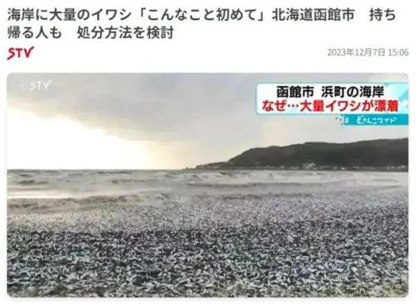 日本北海道海岸现大量沙丁鱼尸体