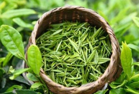 茶叶的排名中国十大名茶