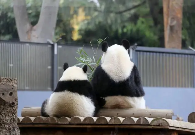 欢迎旅日大熊猫香香回家