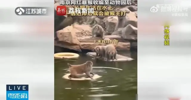 南京网红暴猴遭霸凌长期水上漂