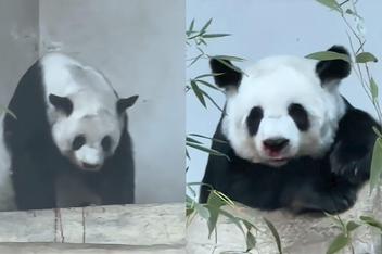旅泰大熊猫林惠死亡