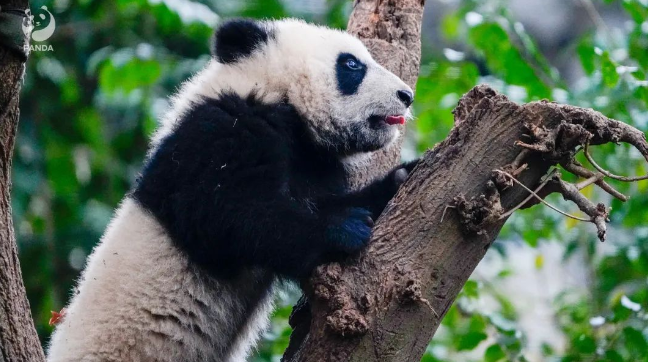 2名未成年人在熊猫基地被严重警告
