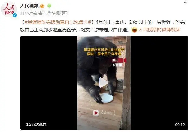 黑猩猩吃完饭主动到水池里洗盘子