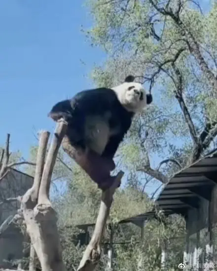 萌兰再现经典一字马 网友：这是真的“功夫熊猫”