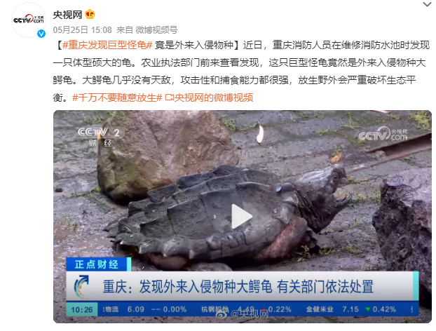 重庆发现巨型怪龟