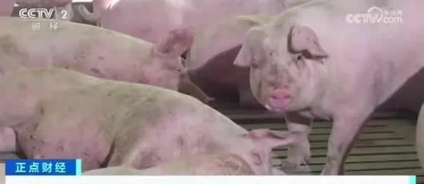 警方回应生猪一夜“暴瘦”60多斤 被掉包