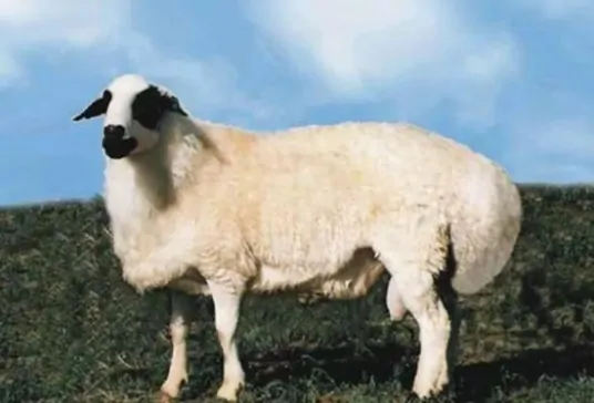 羊胎素