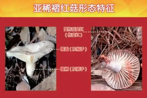 贵州6人吃野生菌4人被送云南抢救