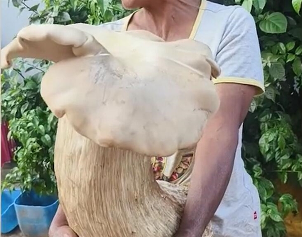 村民挖出3.2公斤巨型野生菌 网友：菌之大一锅炖不下