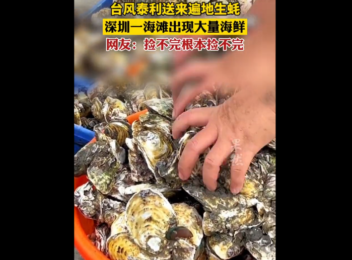 台风送来大量生蚝海鲜 市民拎麻袋装