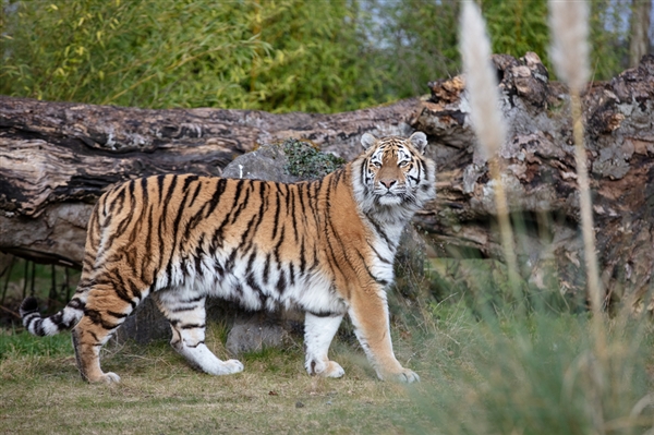游客逛动物园发现老虎在水里避暑 网友：把猫猫热坏了